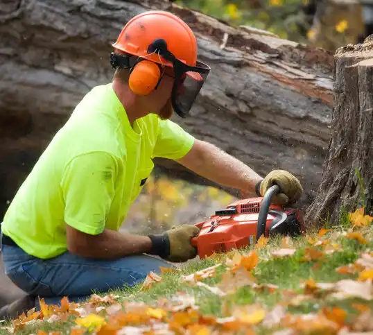 tree services Fruit Hill